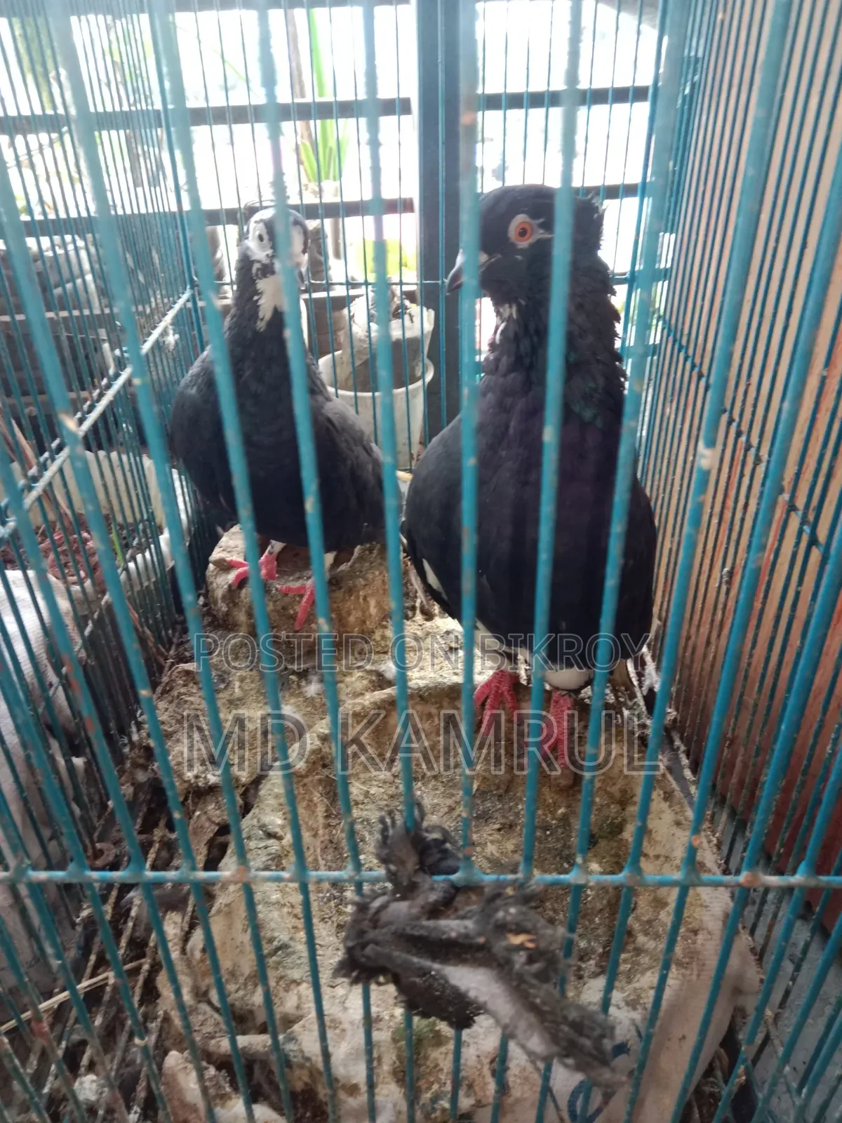 Running pigeons will be sold.