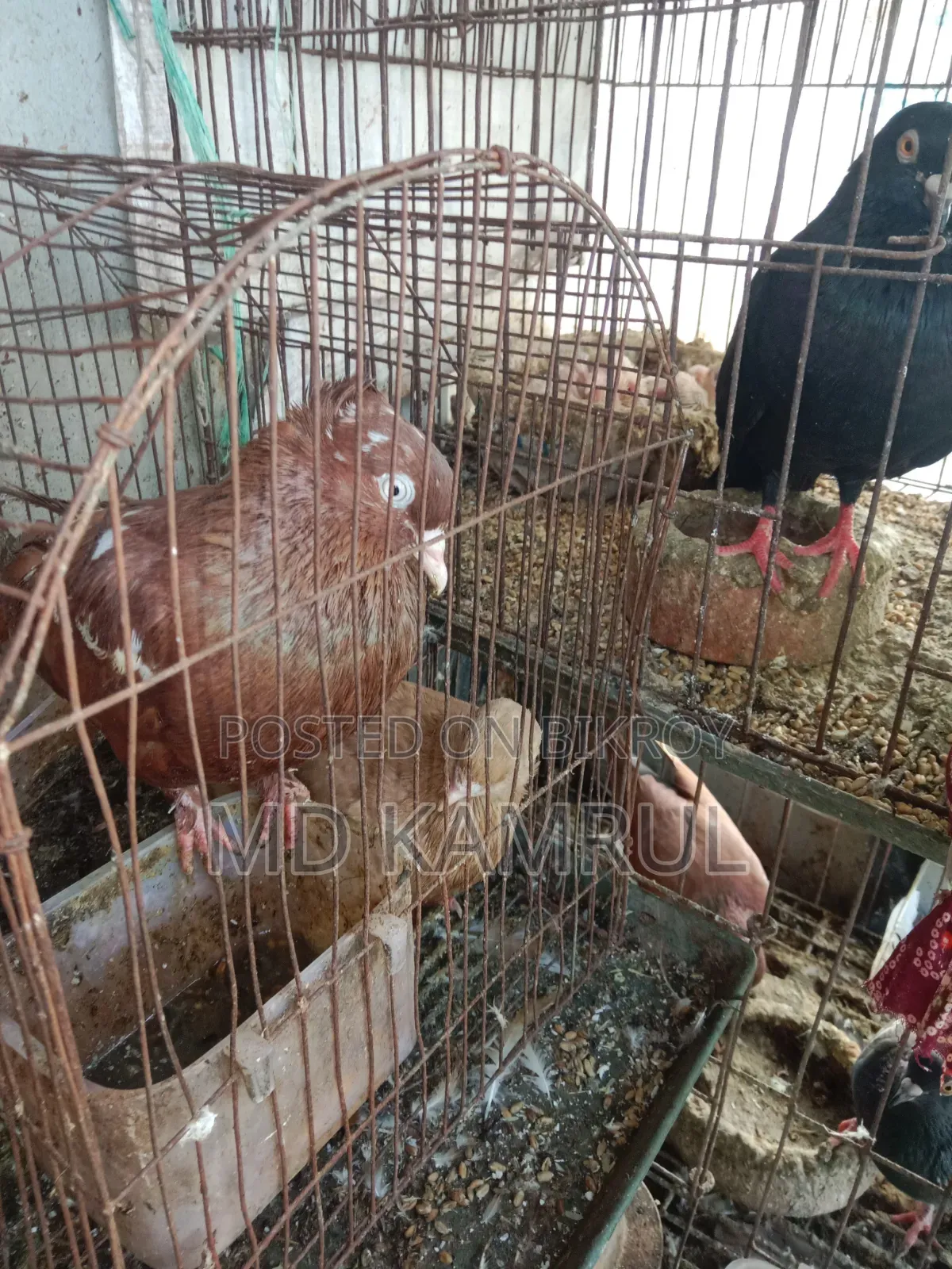 Running pigeons will be sold.