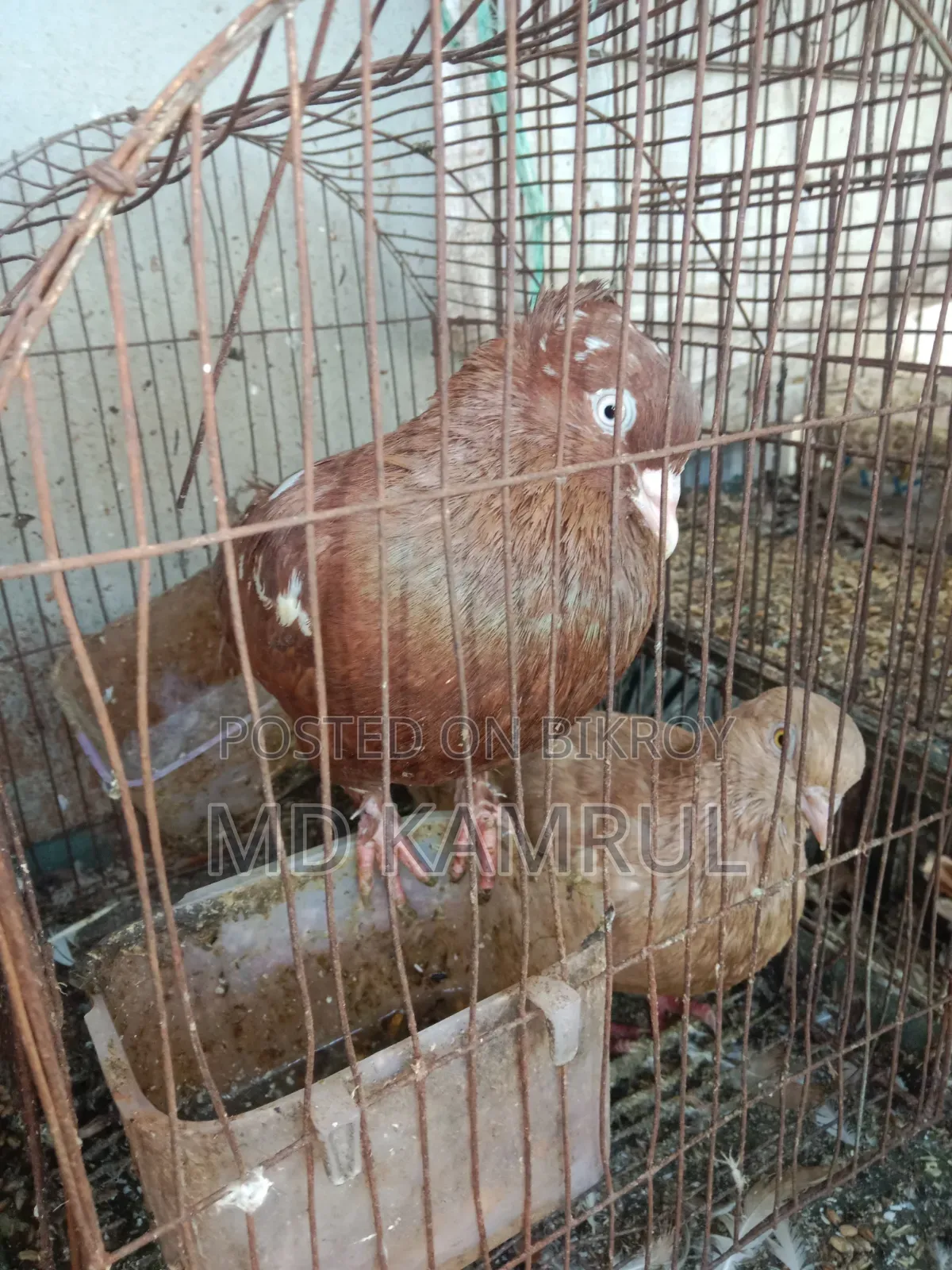 Running pigeons will be sold.