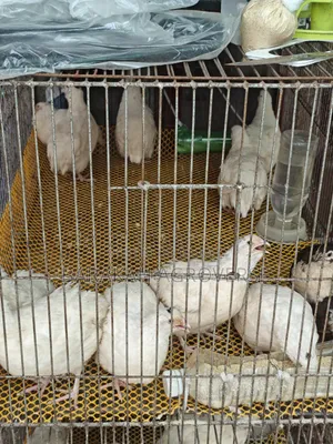 European White Giant Corturnix Quail Hatching Eggs