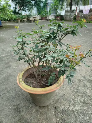 মাটির টবে গোলাপ গাছ