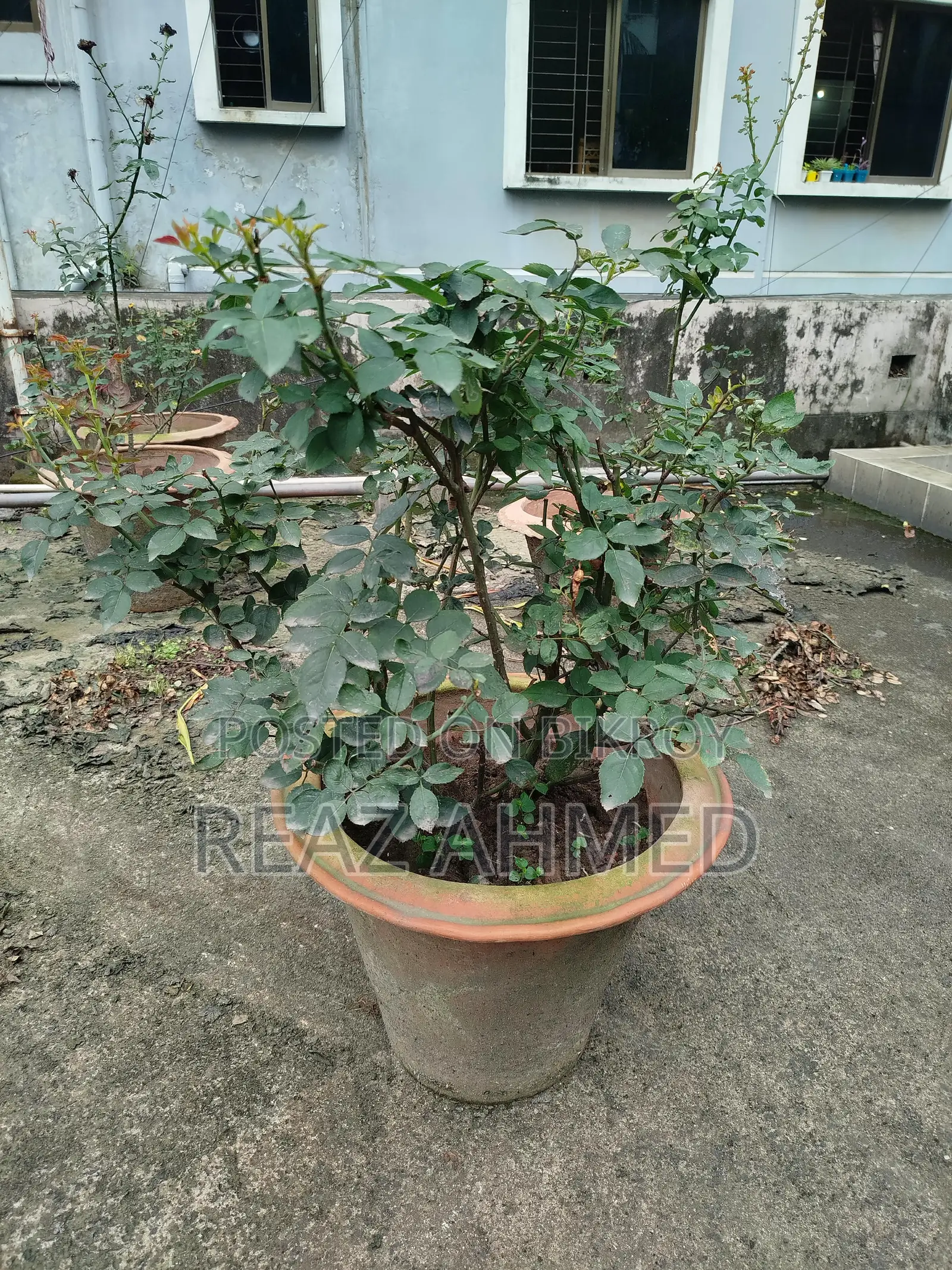 Rose Plant in Clay Pot