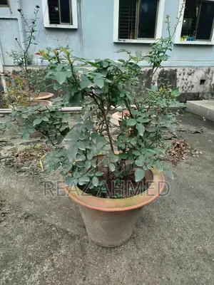 Rose Plant in Clay Pot