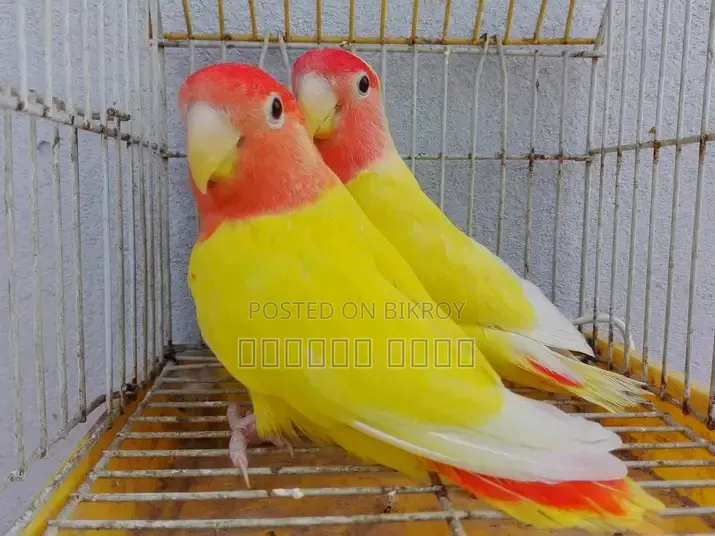 Lutino Love Bird Breeding Pair