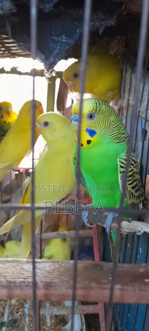 লুটিনো পাখি