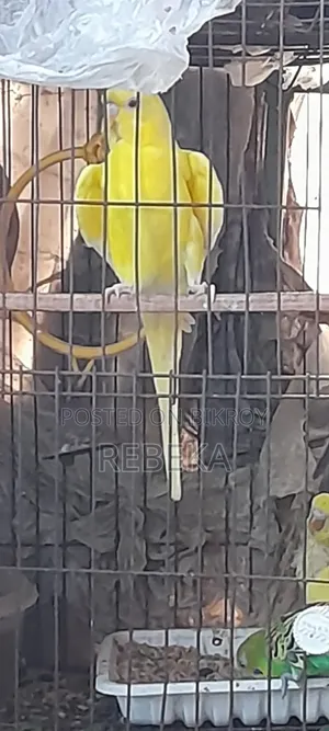 লুটিনো পাখি