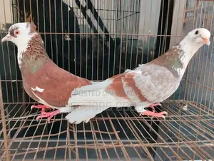 Bangla Pair
