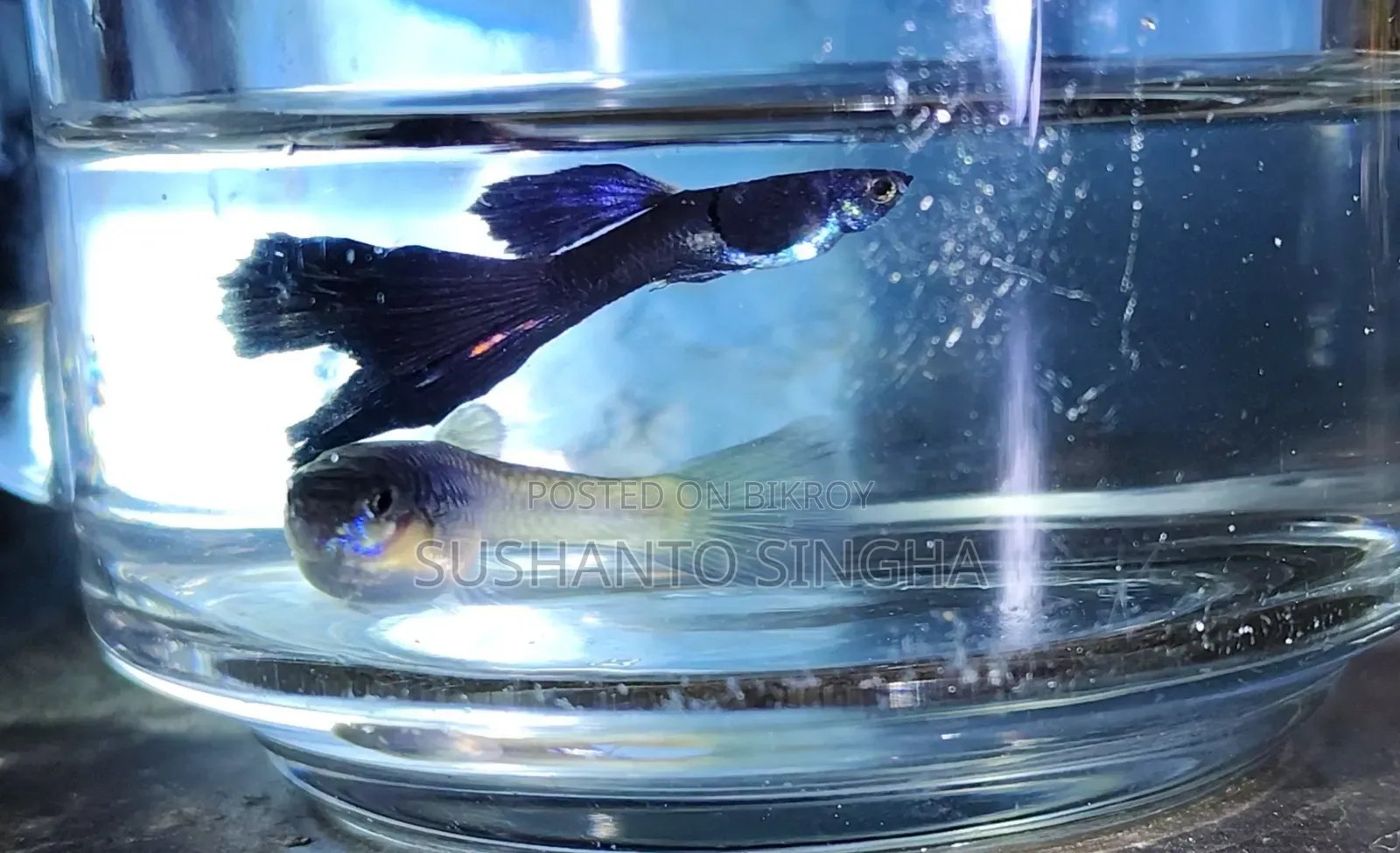 Blue Head Samurai Guppy With Fry