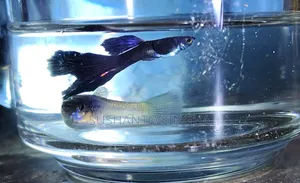 Blue Head Samurai Guppy With Fry
