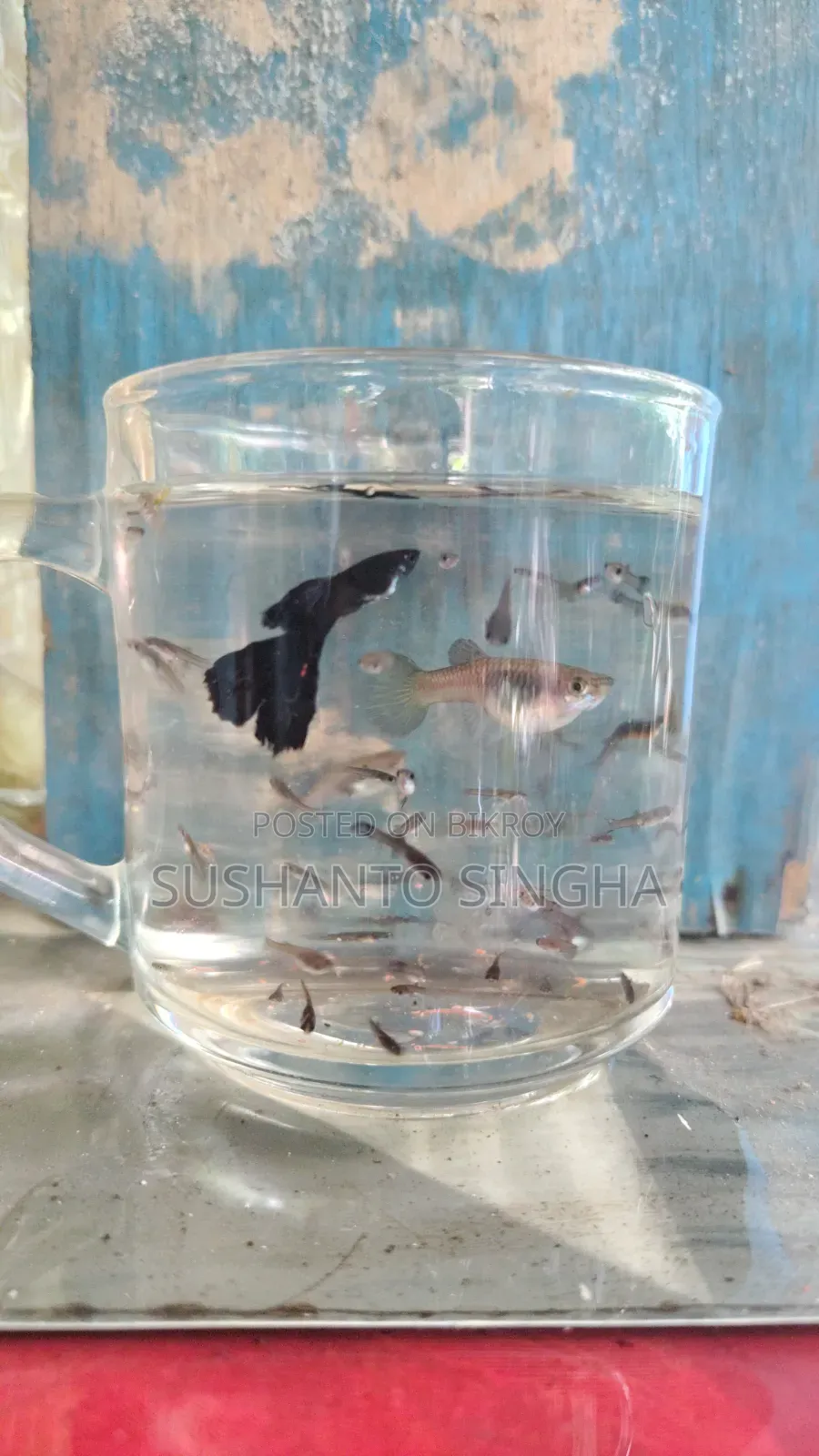 Blue Head Samurai Guppy With Fry