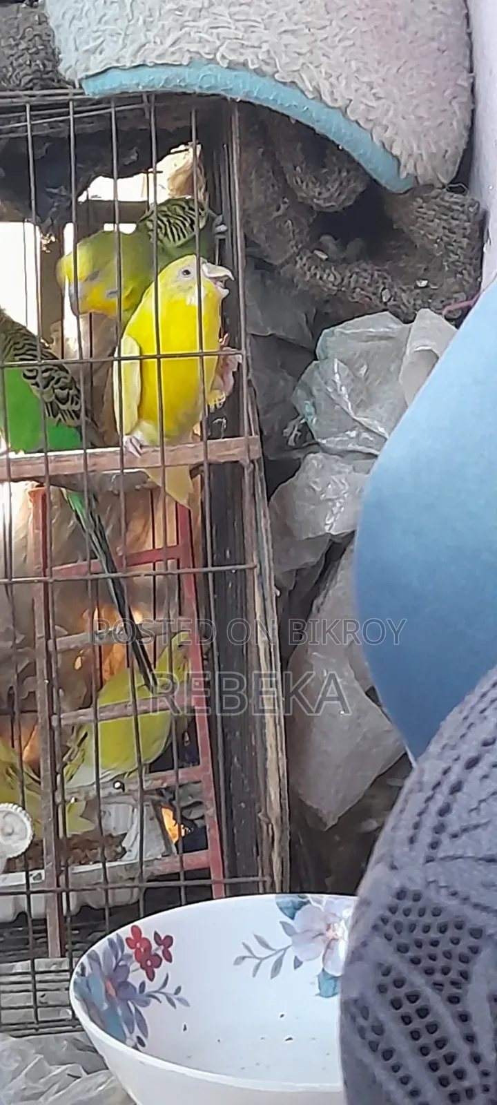 লুটিনো পাখি