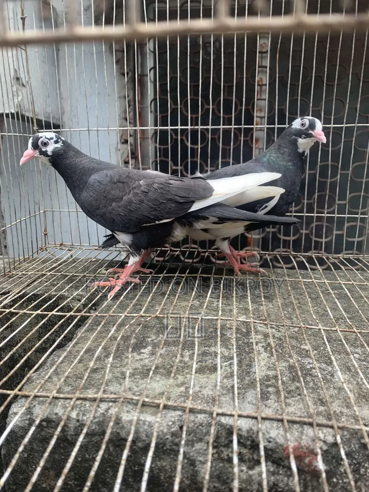 1 Pair of Dobaz Pigeons