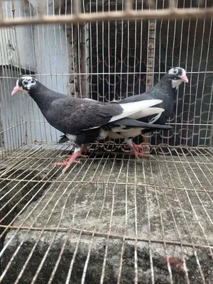 1 Pair of Dobaz Pigeons