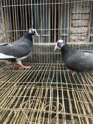 1 Pair of Dobaz Pigeons