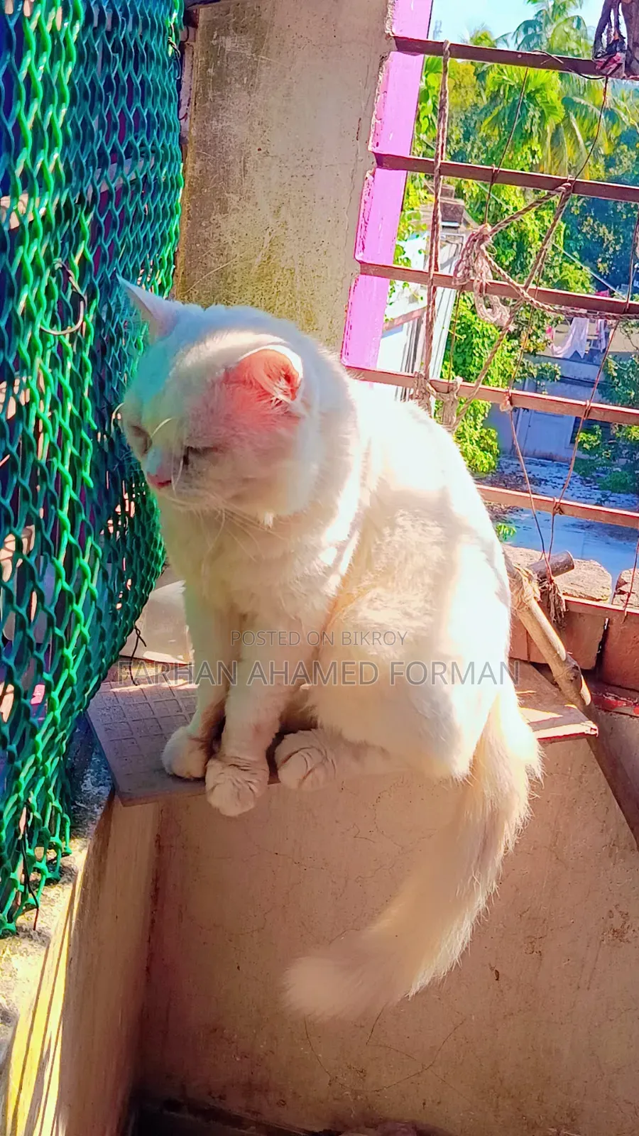 1+ year Male Mixed Breed Persian