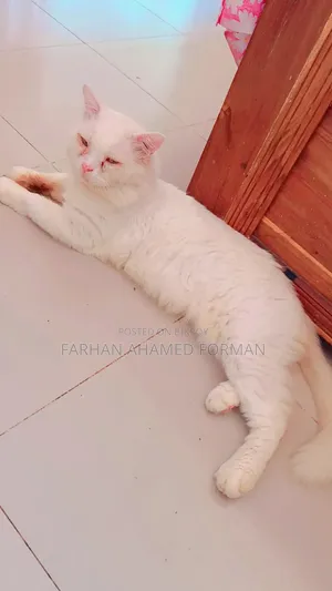 1+ year Male Mixed Breed Persian