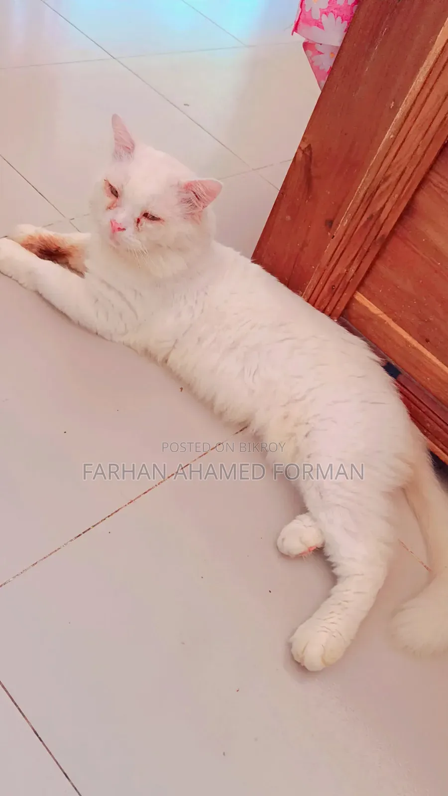 1+ year Male Mixed Breed Persian