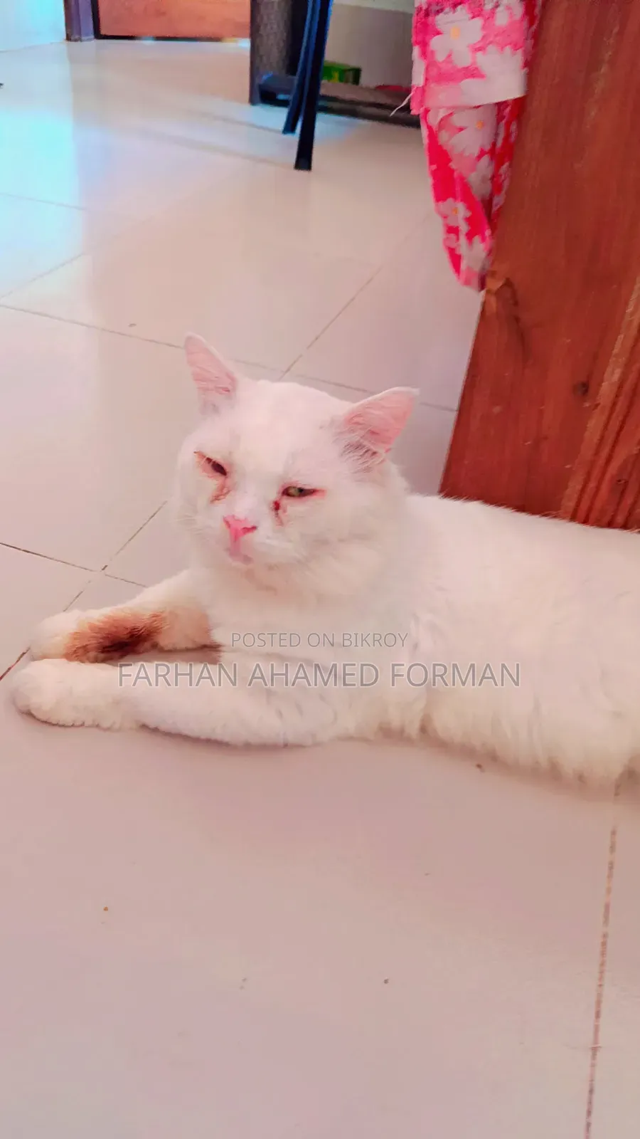 1+ year Male Mixed Breed Persian
