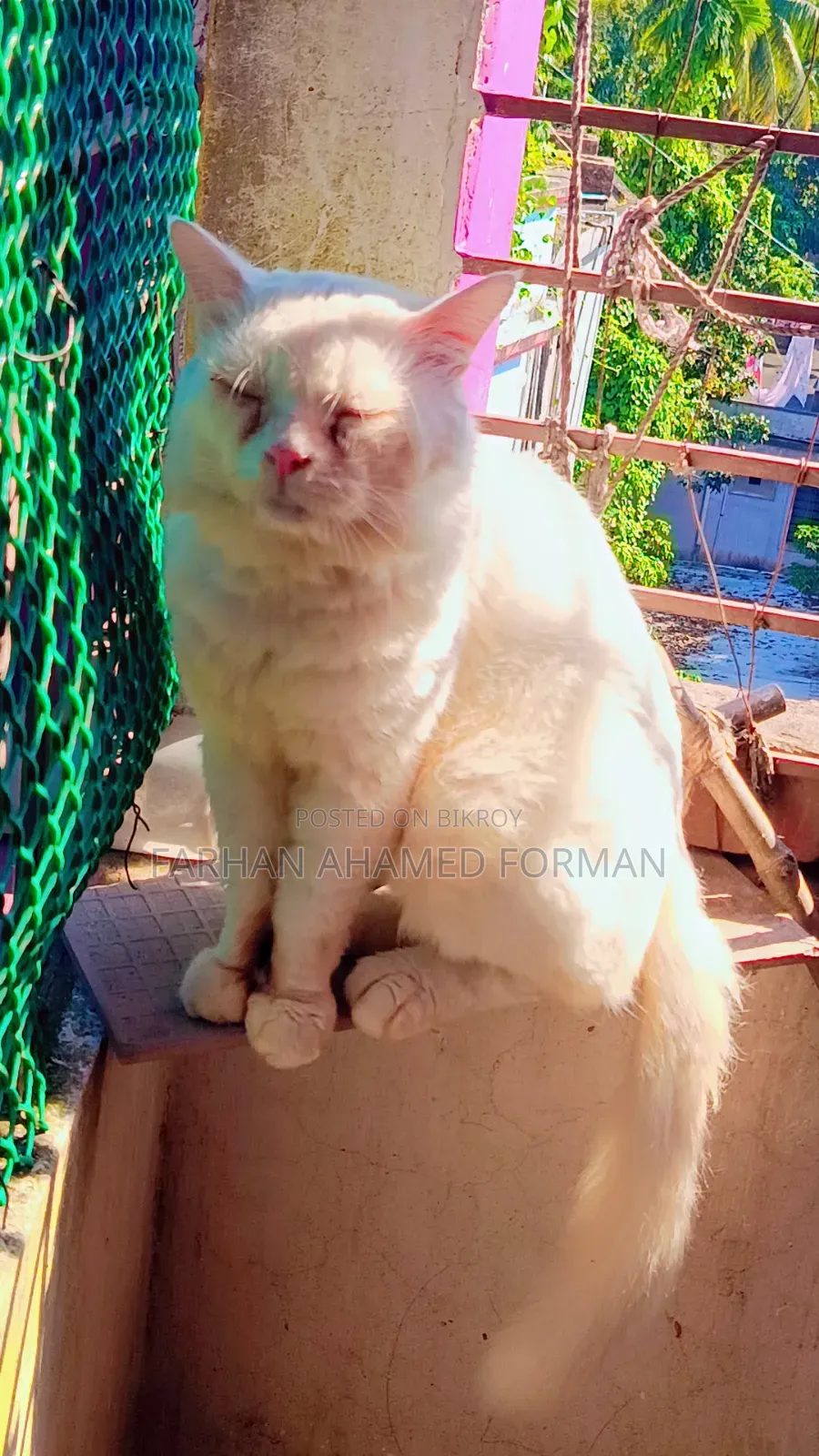 1+ year Male Mixed Breed Persian