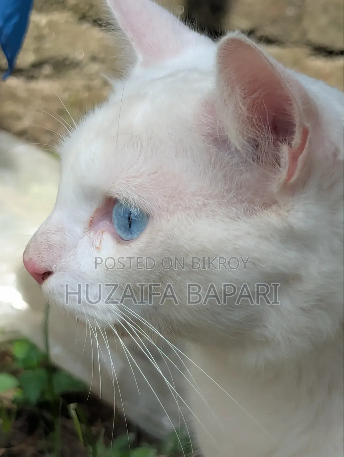 ১+ বছরের পুরুষ পিউরব্রেড রাশিয়ান ব্লু