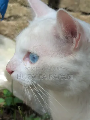 ১+ বছরের পুরুষ পিউরব্রেড রাশিয়ান ব্লু