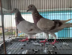 One Pair of Milli Racer Pigeons