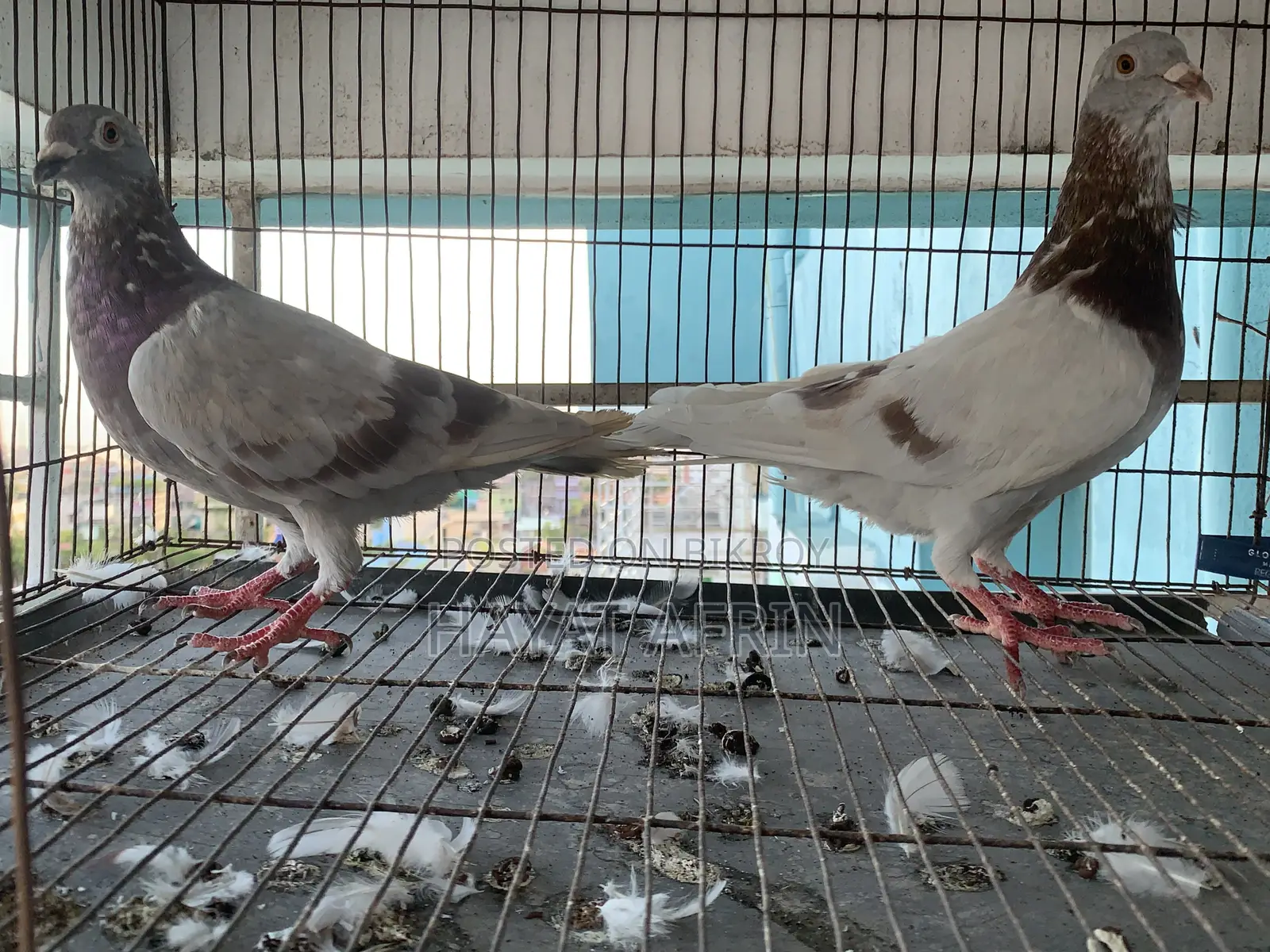 One Pair of Milli Racer Pigeons