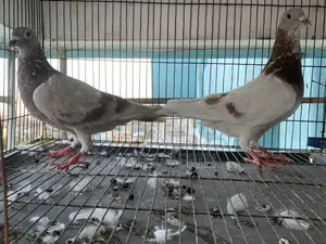One Pair of Milli Racer Pigeons