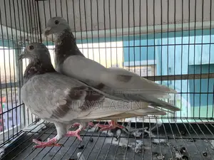 One Pair of Milli Racer Pigeons