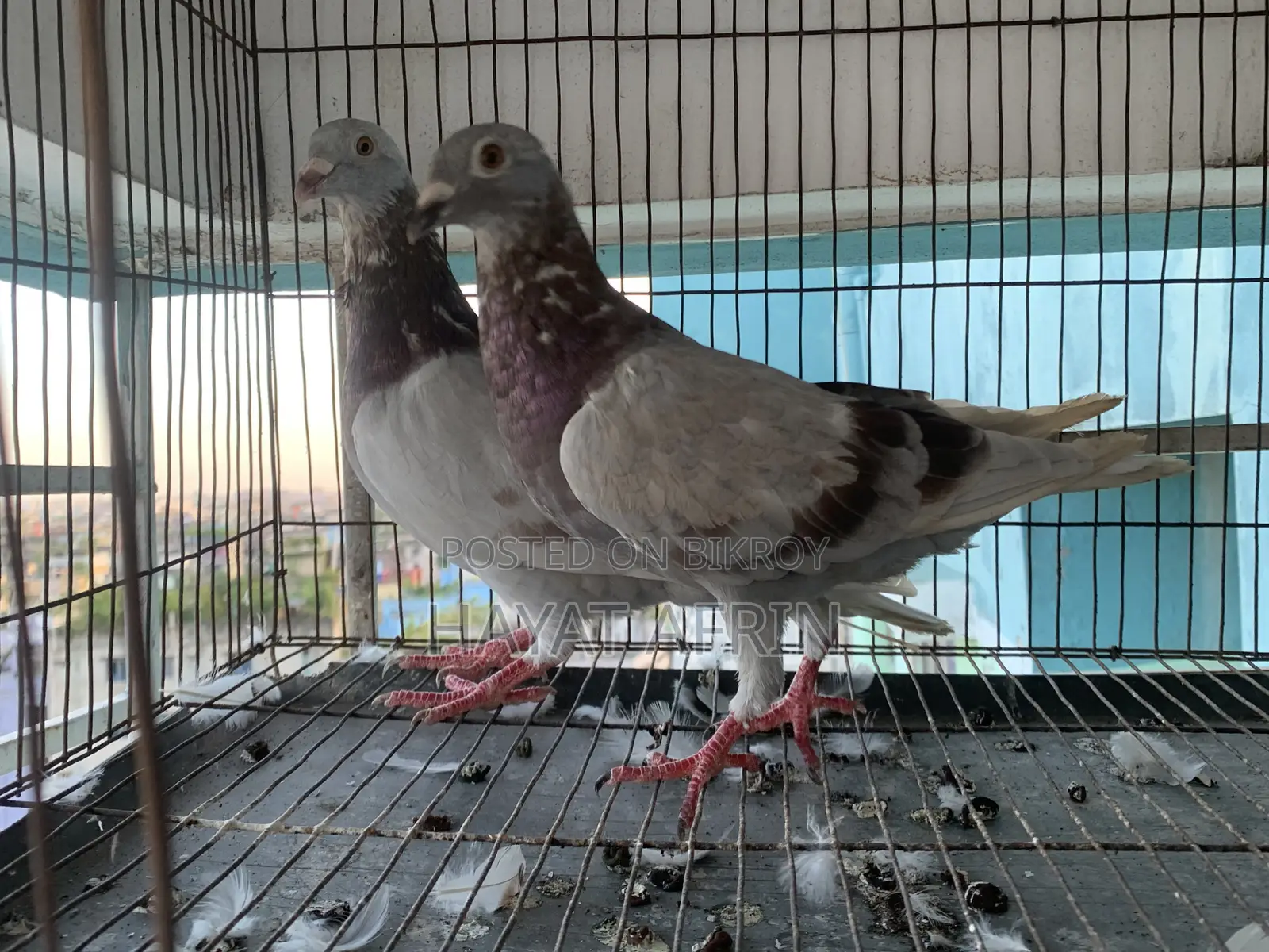 One Pair of Milli Racer Pigeons