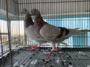 One Pair of Milli Racer Pigeons