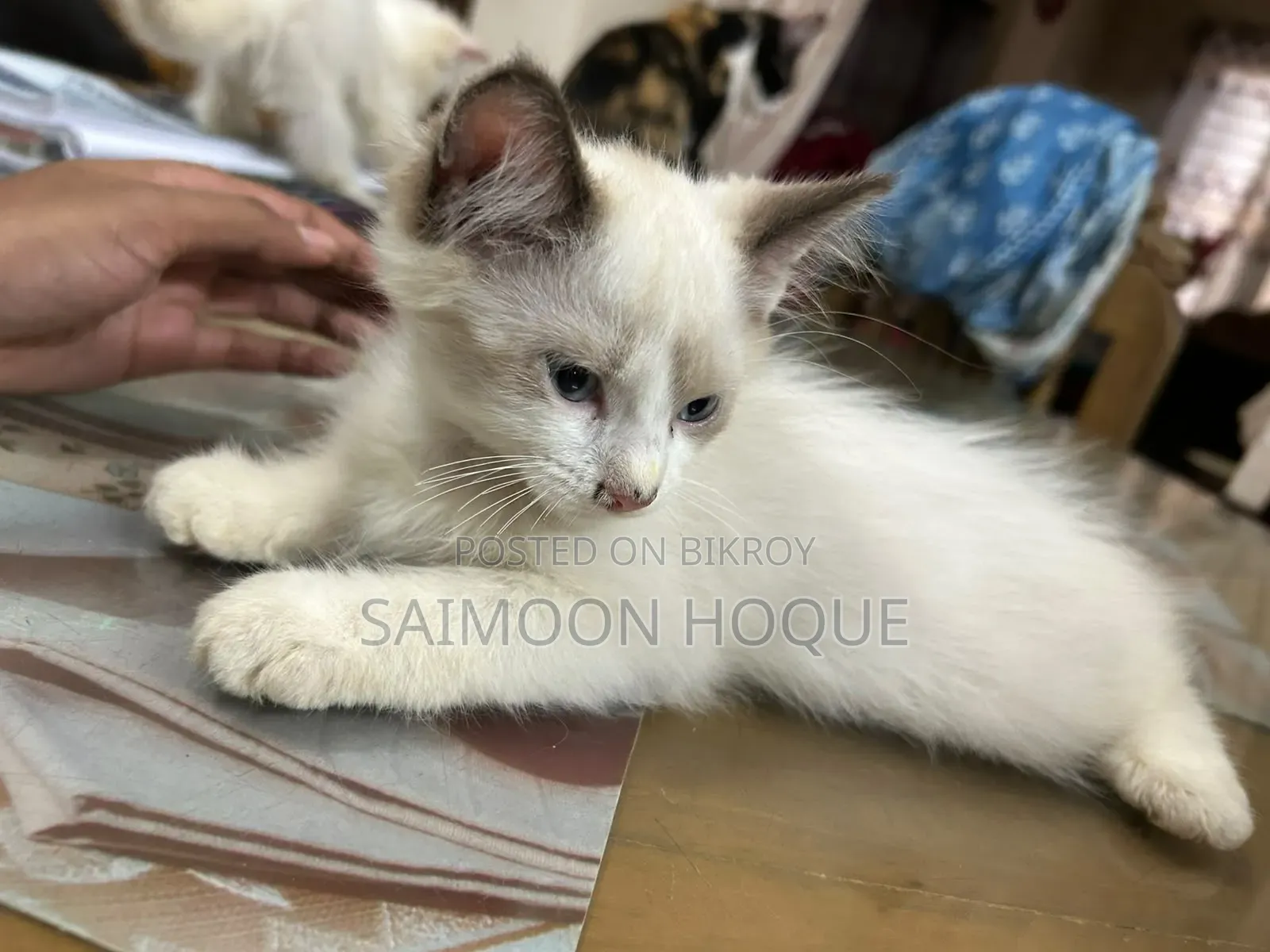 1-3 months Female Mixed Breed Persian