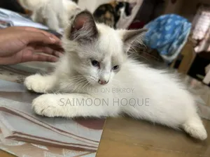 1-3 months Female Mixed Breed Persian