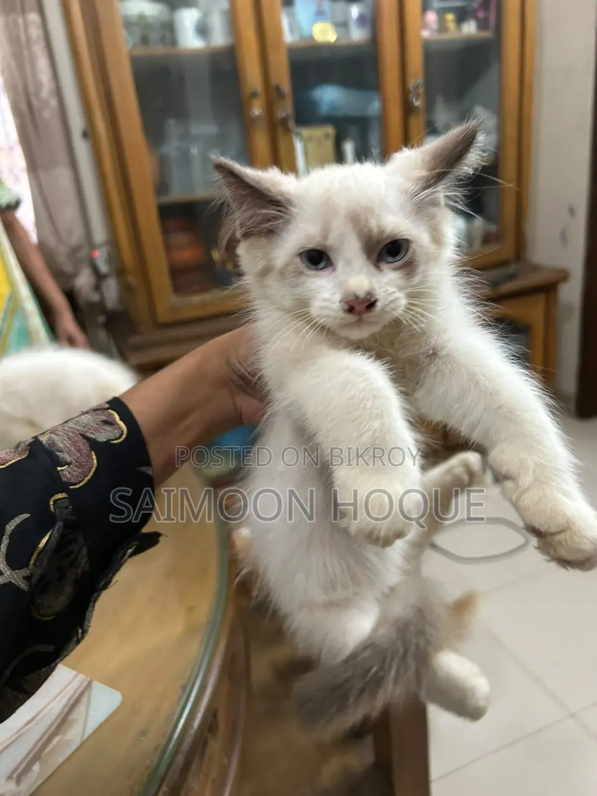 1-3 months Female Mixed Breed Persian