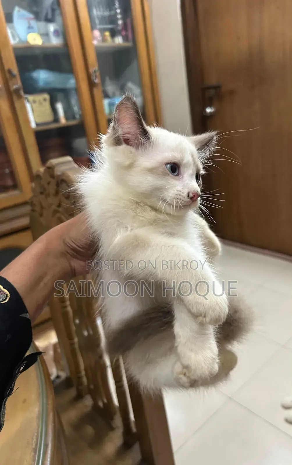 1-3 months Female Mixed Breed Persian