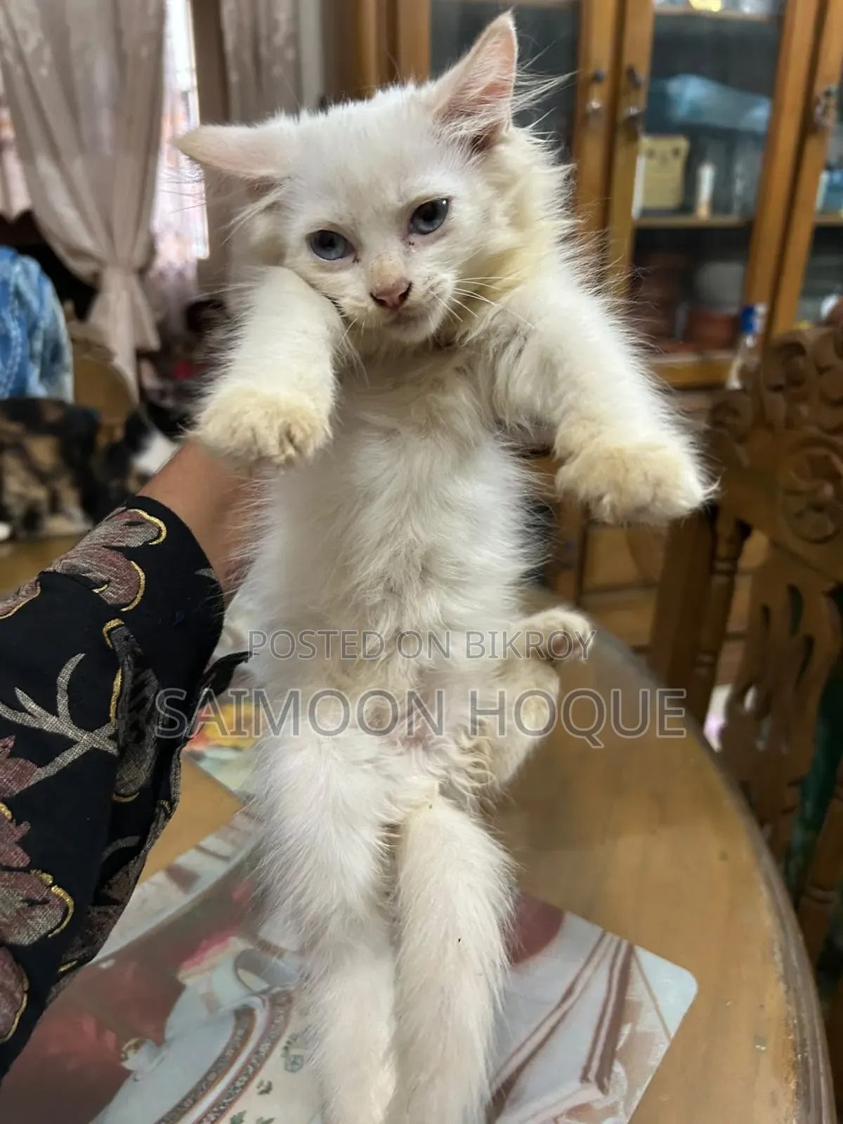 1-3 months Female Mixed Breed Persian