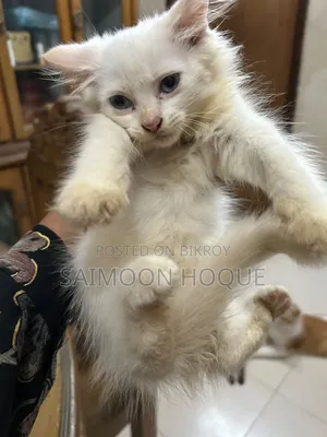 1-3 months Female Mixed Breed Persian