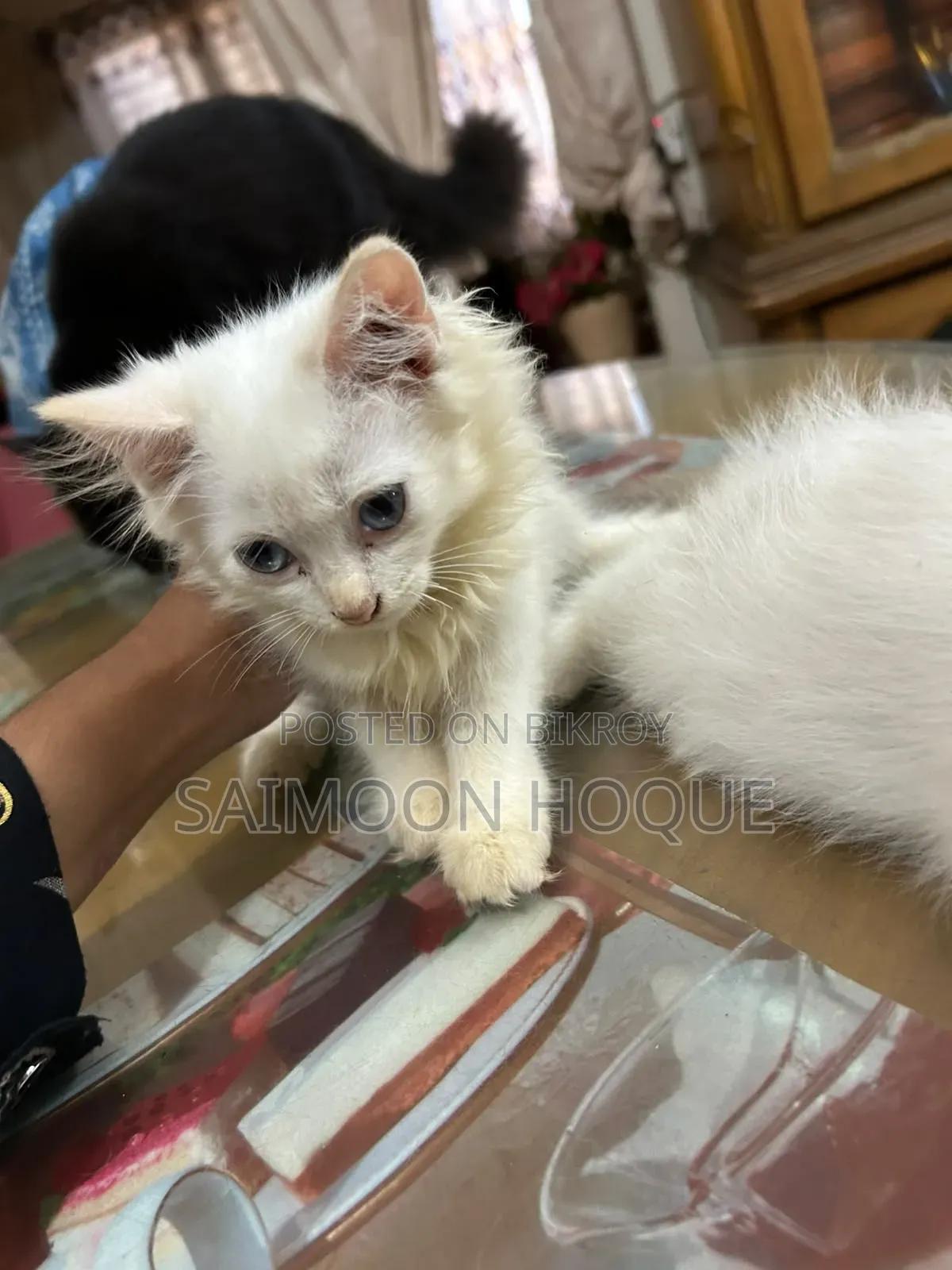 1-3 months Female Mixed Breed Persian