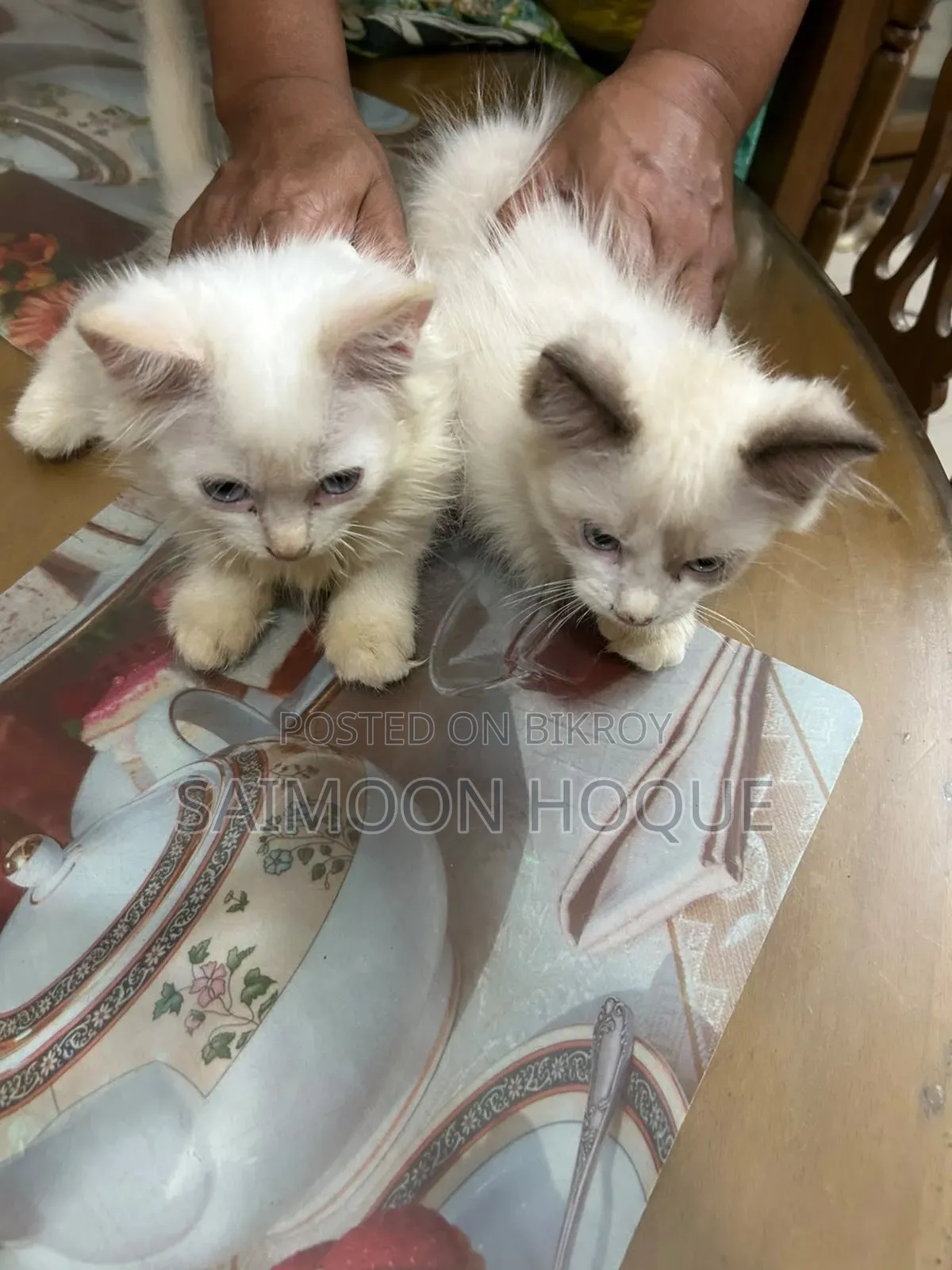 1-3 months Female Mixed Breed Persian