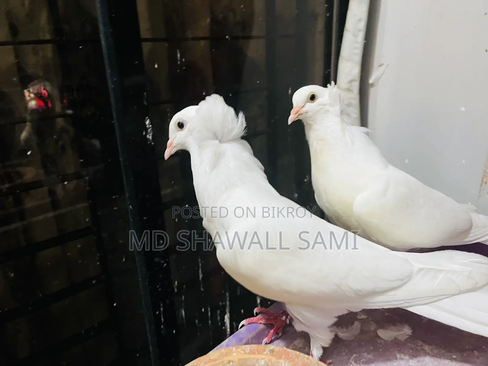 বম্বাই নর কবুতর লাগলে জানাবেন!