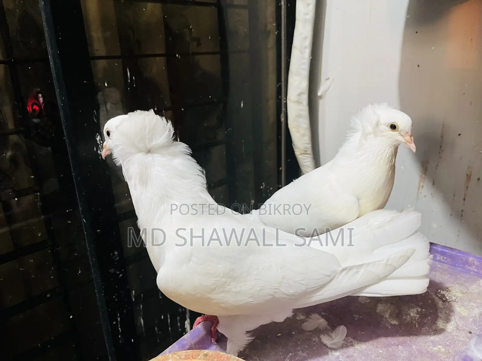 বম্বাই নর কবুতর লাগলে জানাবেন!