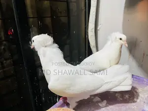 বম্বাই নর কবুতর লাগলে জানাবেন!