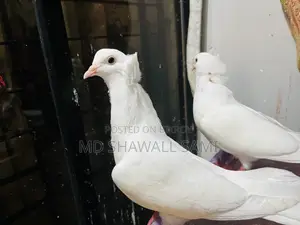 বম্বাই নর কবুতর লাগলে জানাবেন!