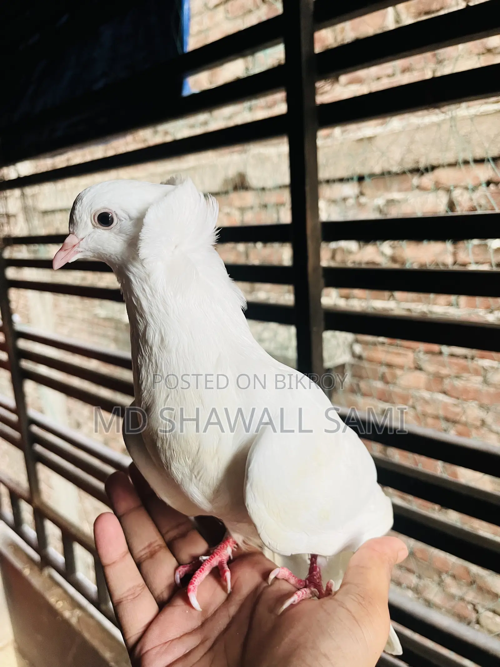 বম্বাই নর কবুতর লাগলে জানাবেন!
