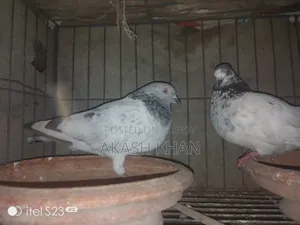 Rj.Akash Khan