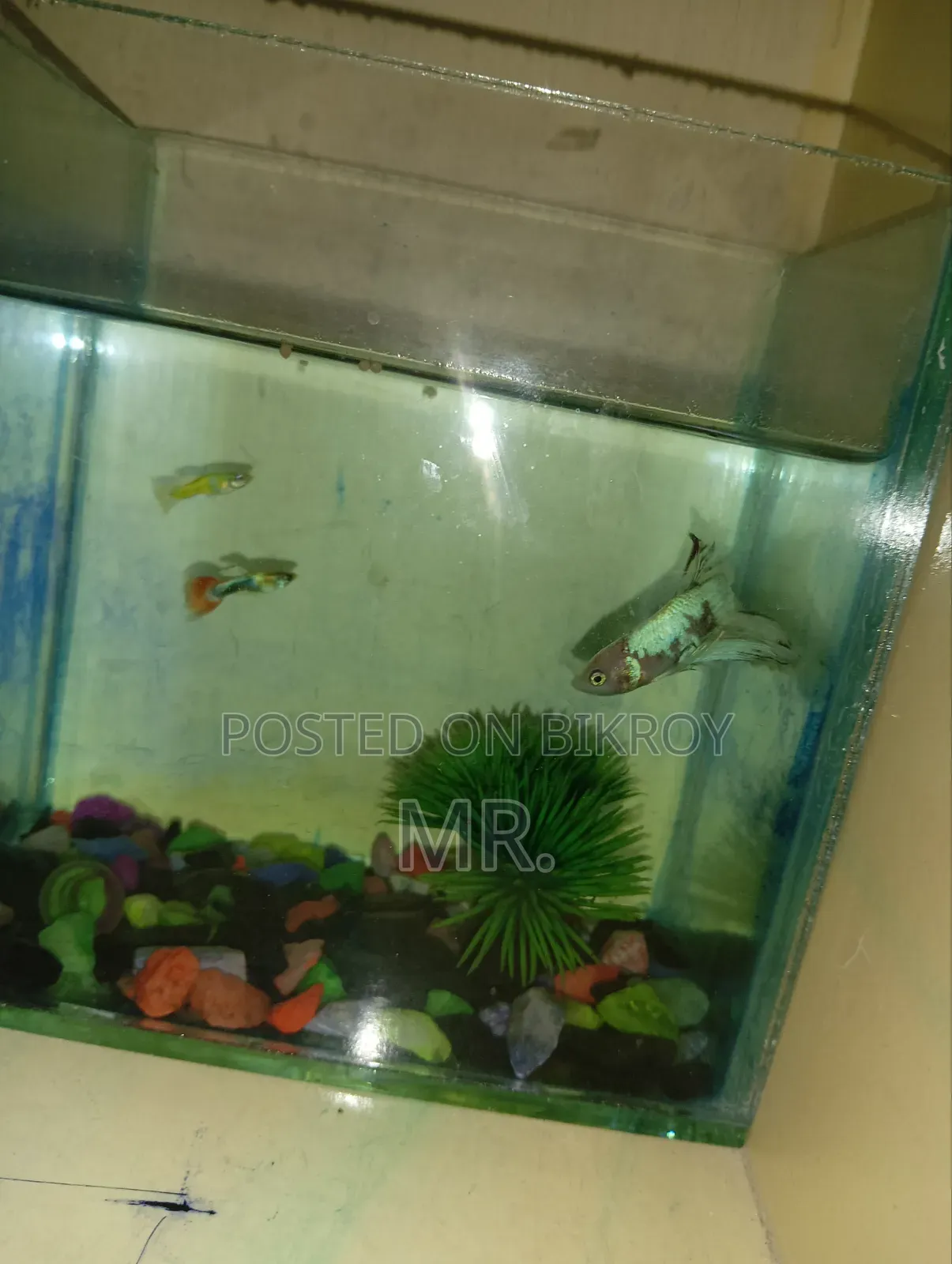 Full Setup With 2 Adult Guppy Free