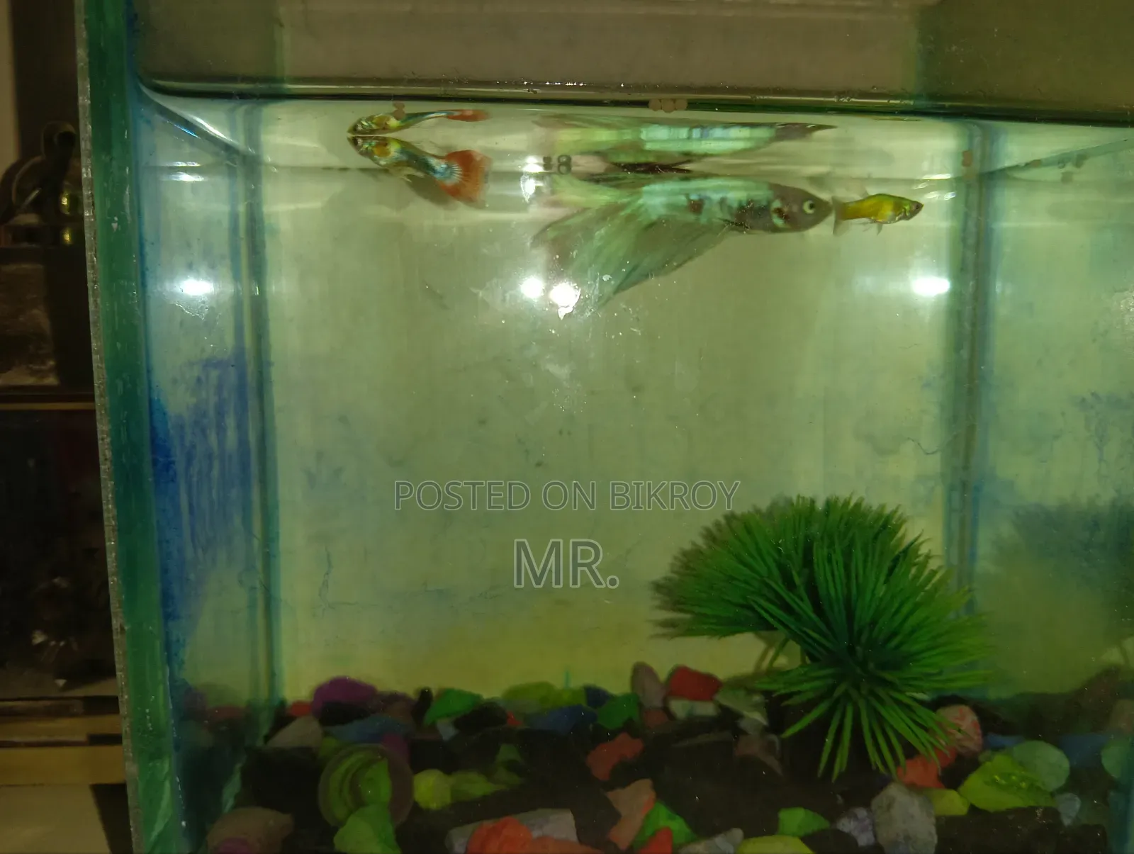 Full Setup With 2 Adult Guppy Free