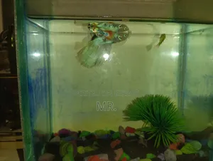 Full Setup With 2 Adult Guppy Free