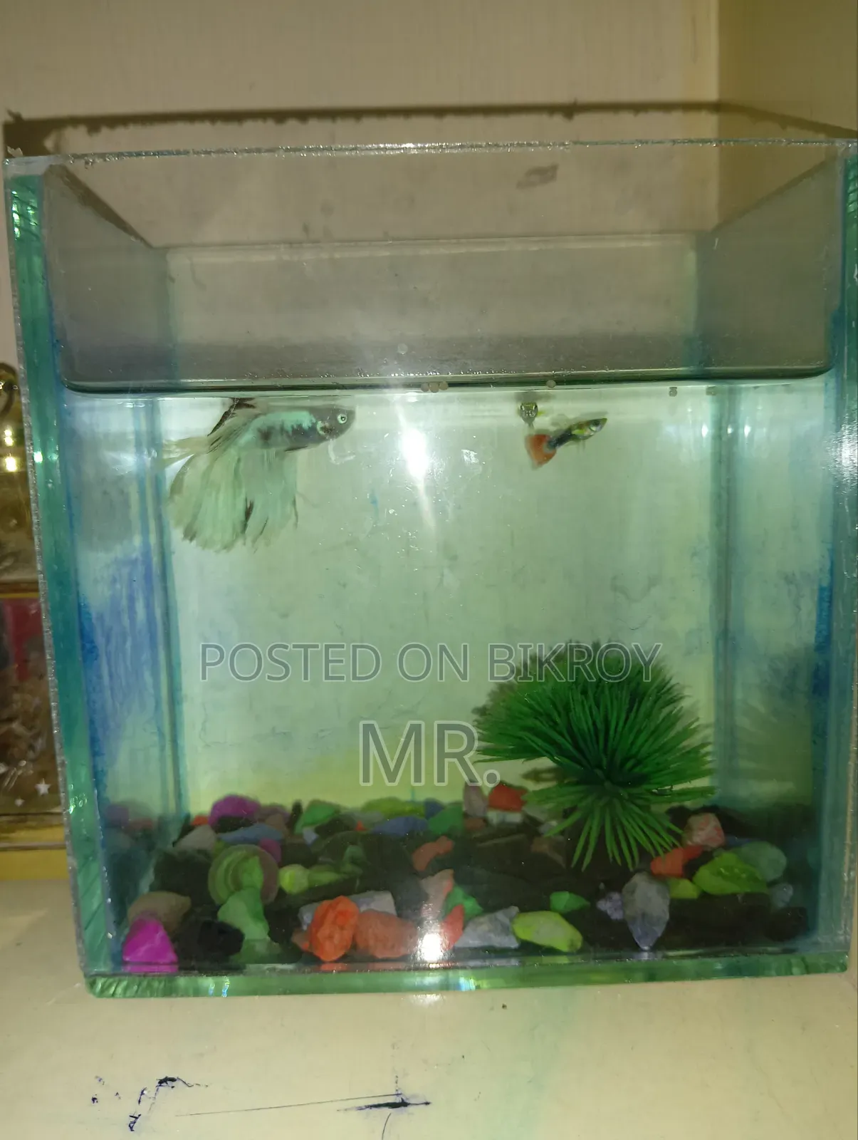 Full Setup With 2 Adult Guppy Free