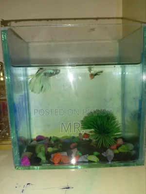 Full Setup With 2 Adult Guppy Free